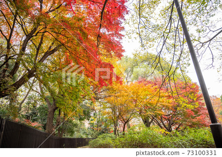 Autumn leaves of Mt. Hakone, the highest peak on the Yamanote Line Autumn leaves of Mt. Hakone, the highest peak on the Yamanote Line 73100331