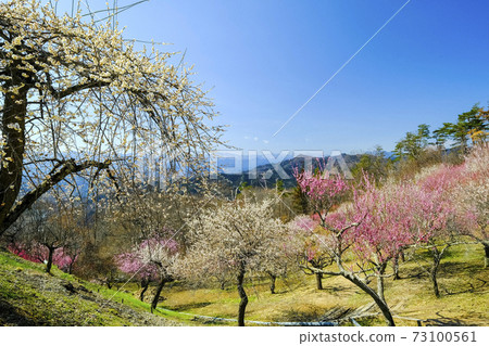 Hodosan Umebayashi 1 73100561