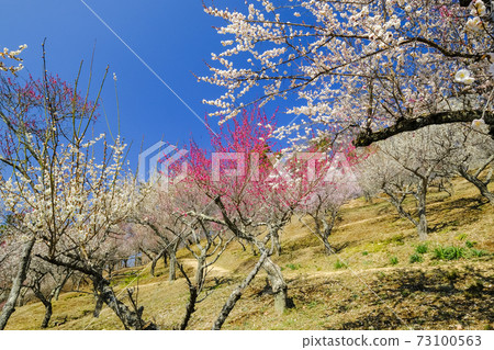 Hodosan Umebayashi 3 73100563