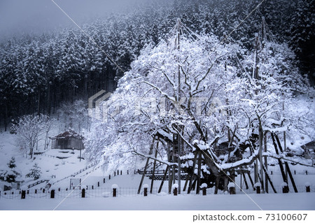 淡墨櫻花雪妝 73100607