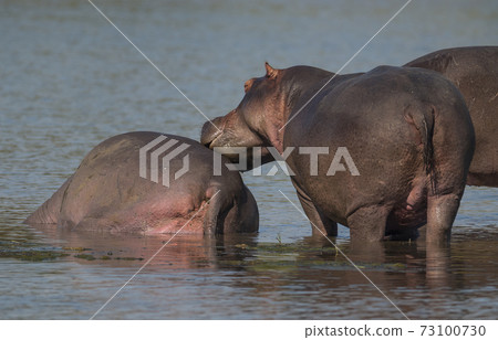 HIPPOPOTAMUS AMPHIBIUS, South Africa 73100730