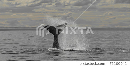 Whale Patagonia Argentina Whale Patagonia Argentina 73100941