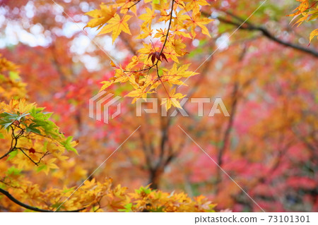 Brightly colored maple Brightly colored maple 73101301