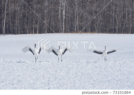 一群丹頂鶴飛到飼養區（北海道鶴井） 73101864