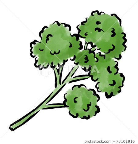 Parsley illustration brush watercolor hand drawn Parsley illustration brush watercolor hand drawn 73101916