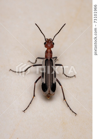 Burning Blister Beetle 73101966
