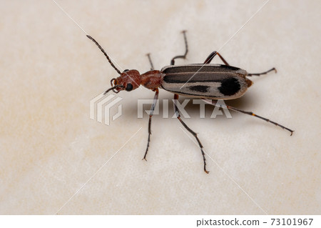 Burning Blister Beetle 73101967