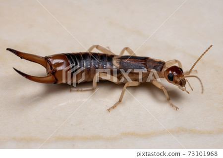 Adult Shore Earwig Adult Shore Earwig 73101968
