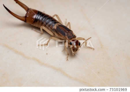 Adult Shore Earwig 73101969