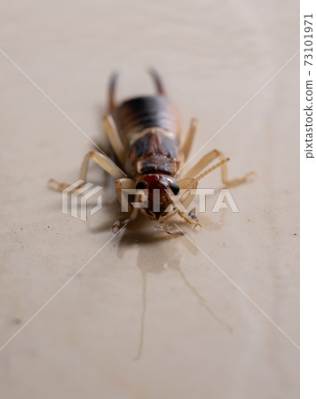 Adult Shore Earwig 73101971