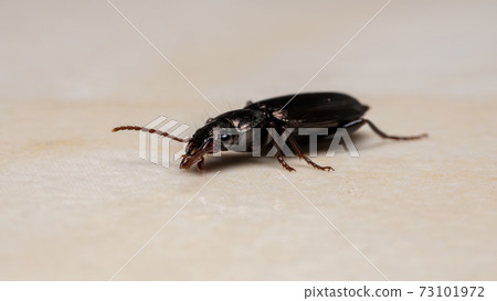 Brazilian Ground Beetle 73101972