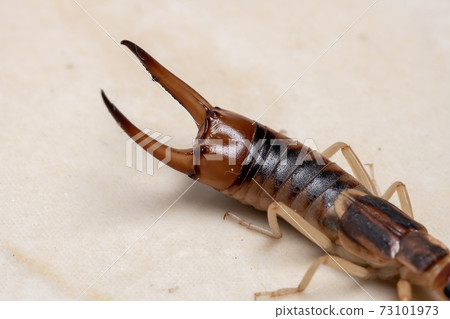 Adult Shore Earwig 73101973