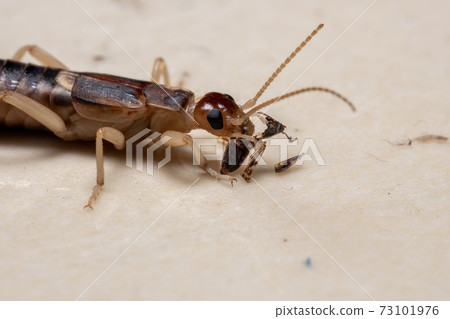 Adult Shore Earwig 73101976