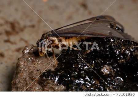 Adult Higher Termite Adult Higher Termite 73101980