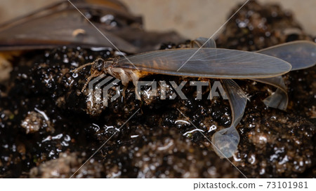 Adult Higher Termite 73101981