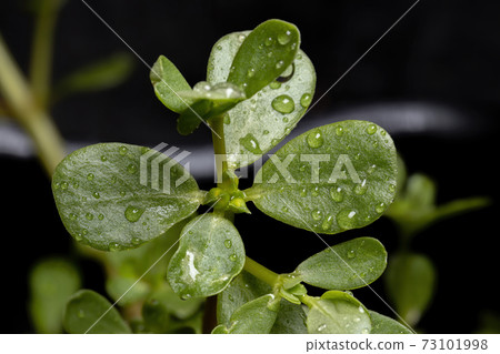 Common Purslane plant Common Purslane plant 73101998