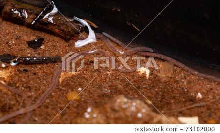 Brazilian Adult Earthworms 73102000