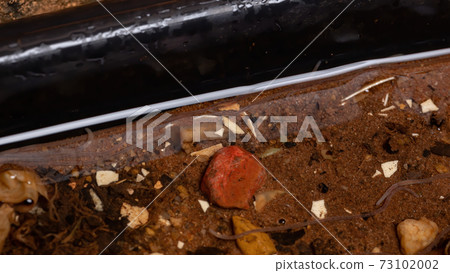 Brazilian Adult Earthworms Brazilian Adult Earthworms 73102002