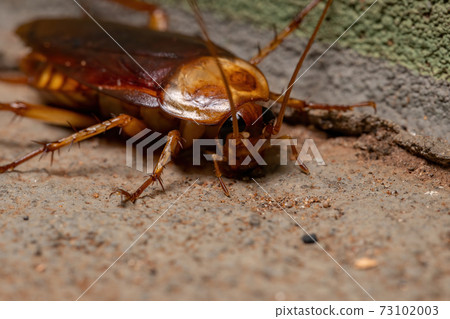 Adult American Cockroach Adult American Cockroach 73102003