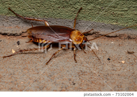 Adult American Cockroach Adult American Cockroach 73102004