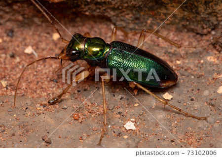 Green Tiger Beetle Green Tiger Beetle 73102006