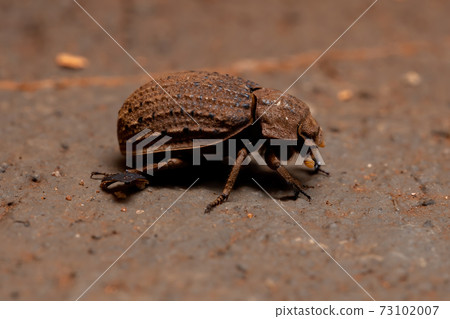 Brazilian Hide Beetle 73102007