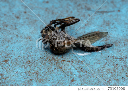 Dead Robber Fly 73102008