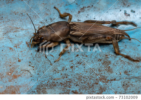 Adult Mole Cricket 73102009