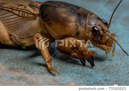 Adult Mole Cricket Adult Mole Cricket 73102023
