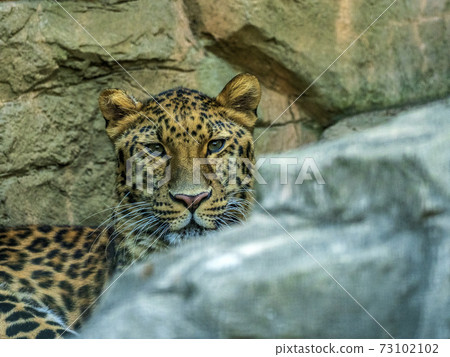 Amur leopard face at Yokohama Zoorasia Zoo Amur leopard face at Yokohama Zoorasia Zoo 73102102