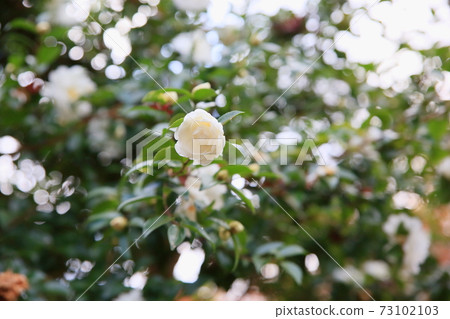 Sasanqua flowers Sasanqua flowers 73102103