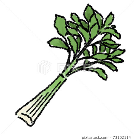 Celery illustration watercolor hand drawn Celery illustration watercolor hand drawn 73102114