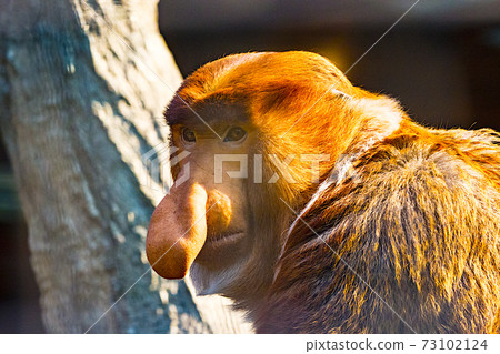 Tengu Monkey at Yokohama Zoorasia Zoo Tengu Monkey at Yokohama Zoorasia Zoo 73102124