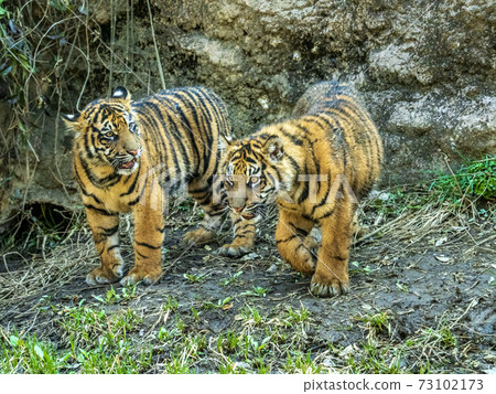 Good friends brother tiger at Yokohama Zoorasia Zoo 73102173