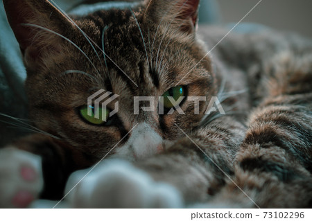 Sleepy cat 73102296