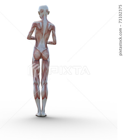 肌肉標本女性perming3DCG插圖素材 73102375