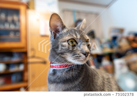 Cat Cat Cat Kijitora White Gray Kitten Female Female Female Cat Female Cat Female Cat Cheerful Cute Healing 73102378