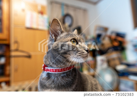 Cat Cat Cat Kijitora White Gray Kitten Female Female Female Cat Female Cat Female Cat Cheerful Cute Healing 73102383