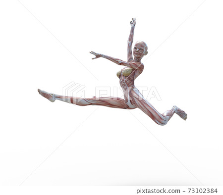 Muscle specimen female perming3DCG illustration material 73102384