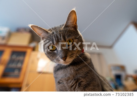 Cat Cat Cat Kijitora White Gray Kitten Female Female Female Cat Female Cat Female Cat Cheerful Cute Healing 73102385