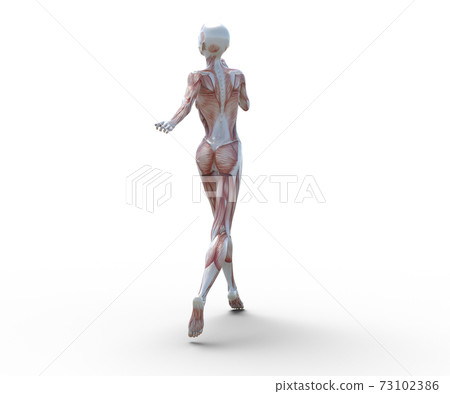 肌肉標本女性perming3DCG插圖素材 73102386