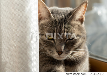 貓貓貓Kijitora白色灰色小貓女女女貓女貓女貓開朗可愛治愈 貓貓貓Kijitora白色灰色小貓女女女貓女貓女貓開朗可愛治愈 73102435