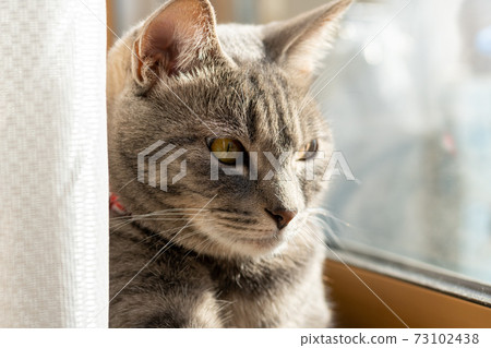 Cat Cat Cat Kijitora White Gray Kitten Female Female Female Cat Female Cat Female Cat Cheerful Cute Healing 73102438