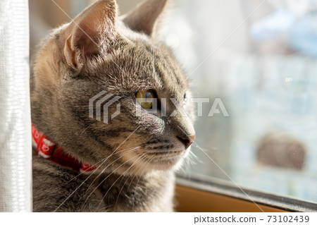 Cat Cat Cat Kijitora White Gray Kitten Female Female Female Cat Female Cat Female Cat Cheerful Cute Healing 73102439