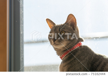 貓貓貓Kijitora白色灰色小貓女女女貓女貓女貓開朗可愛治愈 73102444