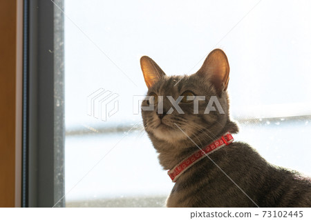 Cat Cat Cat Kijitora White Gray Kitten Female Female Female Cat Female Cat Female Cat Cheerful Cute Healing 73102445