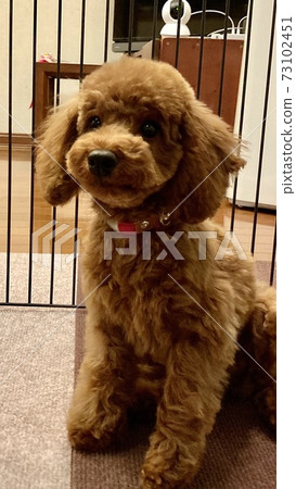 Toppood玩具貴賓犬 Toppood玩具貴賓犬 73102451