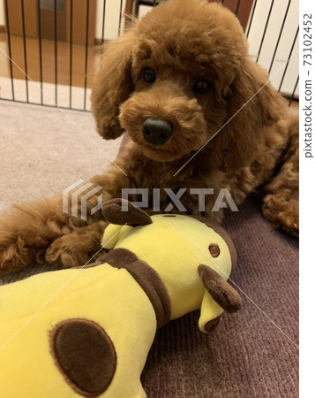 玩具貴賓犬玩毛絨動物 73102452