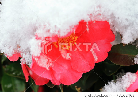 Cotton hat 73102465