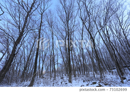 Thickets with snow 73102699